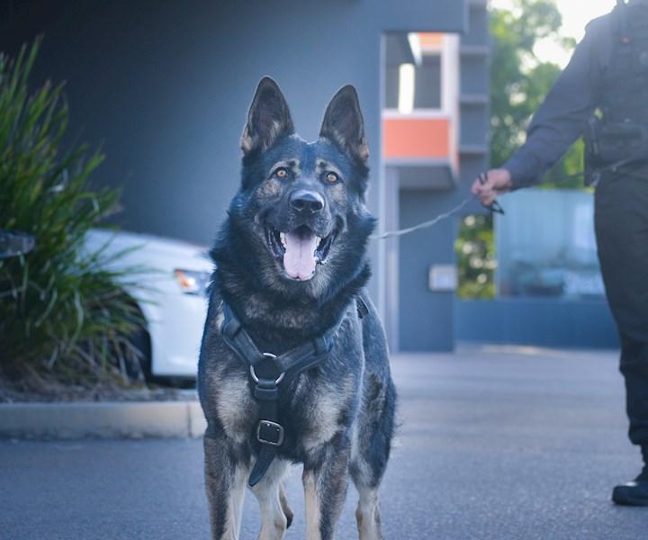 Security deals patrol dogs